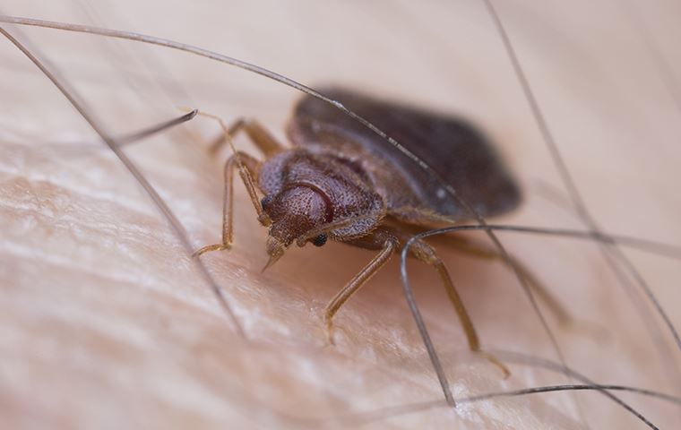 bed bug crawling on human body