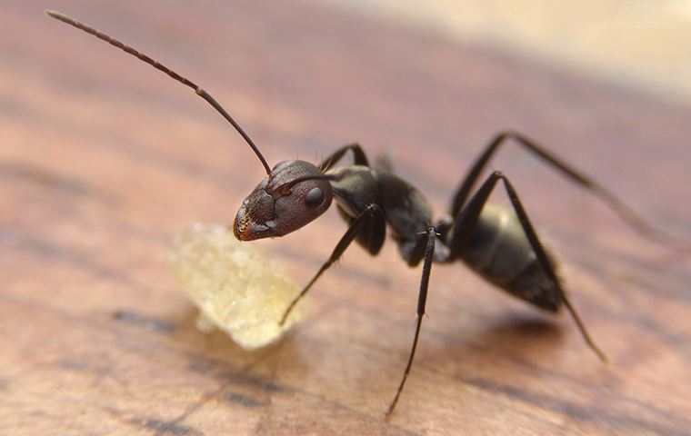 Black ant eating some food