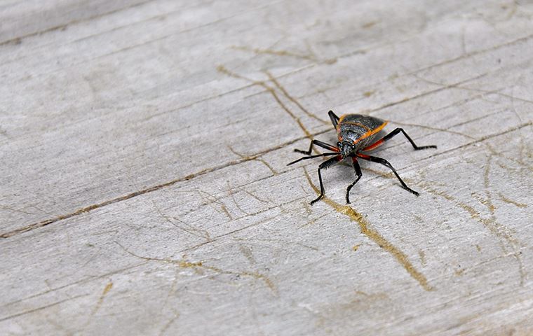 Box elder bug on a wooden table
