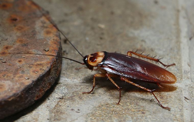 cockroach sitting on a floor