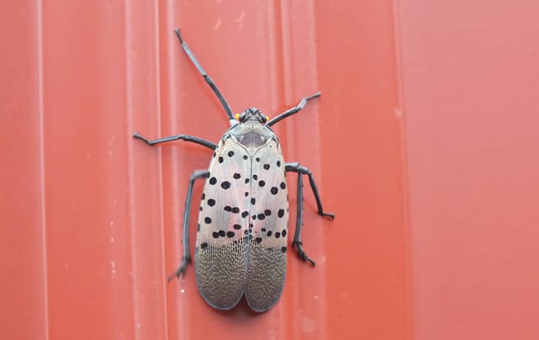 lanternfly sitting on a red metal wall