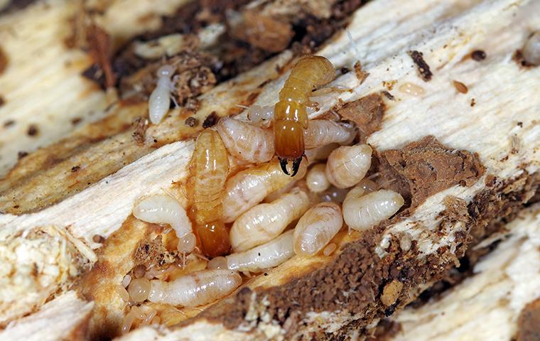 group of termites in wood
