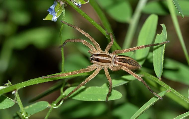 brown recluse spider on a flower